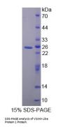 Mouse Visinin Like Protein 1 (VSNL1) Protein
