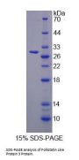 Mouse Follistatin Like Protein 3 (FSTL3) Protein