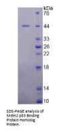 Human Mdm2 p53 Binding Protein Homolog (MDM2) Protein