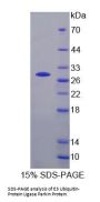 Human E3 Ubiquitin-Protein Ligase Parkin (PRKN) Protein