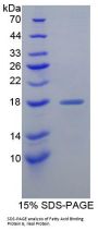 Human Gastrotropin (FABP6) Protein