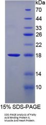 Pig Fatty Acid Binding Protein 3, Muscle And Heart (FABP3) Protein