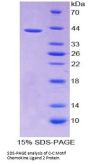 Dog C-C Motif Chemokine 2 / MCP1 (CCL2) Protein
