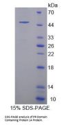 Human PR Domain Containing Protein 14 (PRDM14) Protein