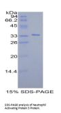 Mouse Growth-Regulated Alpha Protein / GROA (CXCL1) Protein