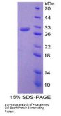 Mouse Programmed Cell Death 6-Interacting Protein (PDCD6IP) Protein