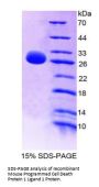 Mouse Programmed Cell Death 1 Ligand 1 (CD274) Protein