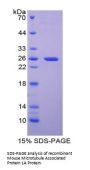Mouse Microtubule Associated Protein 1A (MAP1A) Protein