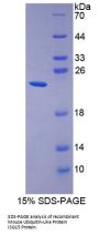 Mouse Ubiquitin-Like Protein ISG15 (ISG15) Protein