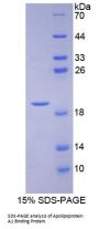 Mouse Apolipoprotein A1 Binding Protein (APOA1BP) Protein