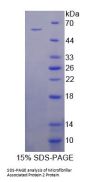 Mouse Microfibrillar Associated Protein 2 (MFAP2) Protein