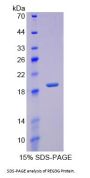 Human Regenerating Islet Derived Protein 3 Gamma (REG3g) Protein