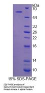 Rat Calcium/Calmodulin Dependent Protein Kinase II Alpha (CAMK2a) Protein