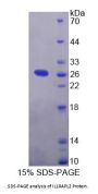 Human Interleukin 1 Receptor Accessory Protein Like Protein 2 (IL1RAPL2) Protein