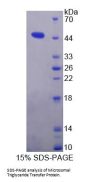 Mouse Microsomal Triglyceride Transfer Protein (MTTP) Protein