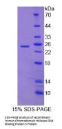 Human Chromodomain Helicase DNA Binding Protein 5 (CHD5) Protein