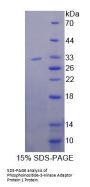 Human Phosphoinositide-3-Kinase Adaptor Protein 1 (PIK3AP1) Protein