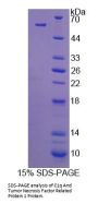 Human C1q And Tumor Necrosis Factor Related Protein 1 (C1QTNF1) Protein
