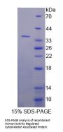 Human Activity-Regulated Cytoskeleton-Associated Protein (ARC) Protein