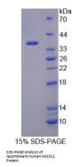 Human MOCO Sulphurase C-Terminal Domain Containing Protein 1 (MOSC1) Protein