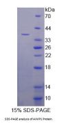 Mouse Aminoacyl tRNA Synthetase Complex Interacting Multifunctional Protein 1 (AIMP1) Protein