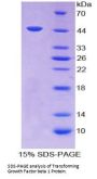 Cow Transforming Growth Factor Beta 1 (TGFb1) Protein
