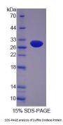 Cow Sulfite Oxidase (SUOX) Protein