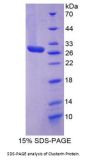 Cow Clusterin (CLU) Protein