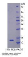 Cow Eosinophil Chemotactic Factor (ECF) Protein