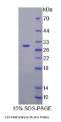 Cow Oxidized Low Density Lipoprotein Receptor 1 (OLR1) Protein