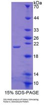 Cow Colony Stimulating Factor 3, Granulocyte (GCSF) Protein