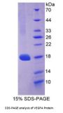 Cow Vascular Endothelial Growth Factor A (VEGFA) Protein