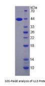 Cow Interleukin 13 (IL13) Protein