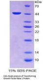 Dog Transforming Growth Factor Beta 1 (TGFb1) Protein
