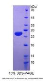 Dog Apolipoprotein E (APOE) Protein