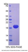 Chicken Superoxide Dismutase 1 (SOD1) Protein