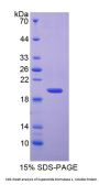 Horse Superoxide Dismutase 1 (SOD1) Protein