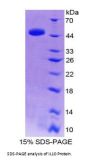Horse Interleukin 10 (IL10) Protein