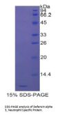 Human Defensin Alpha 3, Neutrophil Specific (DEFa3) Protein