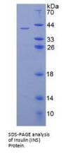 Human Insulin (INS) Protein