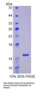 Human Glucose Transporter 14 / GLUT14 (SLC2A14) Protein
