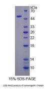 Human Semenogelin I (SEMG1) Protein
