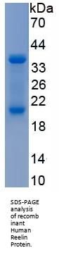Human Reelin (RL) Protein