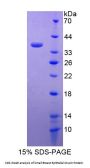Human Mucin-Like Protein 1 (MUCL1) Protein