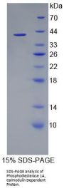 Human Phosphodiesterase 1A, Calmodulin Dependent (PDE1A) Protein