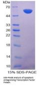 Human Apoptosis Antagonizing Transcription Factor (AATF) Protein