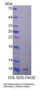 Human Glutathione Peroxidase 3, Plasma (GPX3) Protein