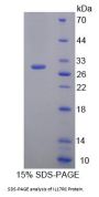 Human Interleukin 17 Receptor C (IL17RC) Protein
