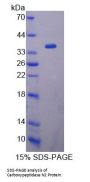 Human Carboxypeptidase N2 (CPN2) Protein