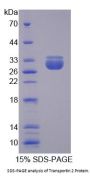 Human Transportin 2 (TNPO2) Protein